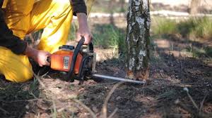 How Our Tree Care Process Works  in  Sorgho, KY