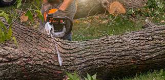 Leaf Removal in Sorgho, KY